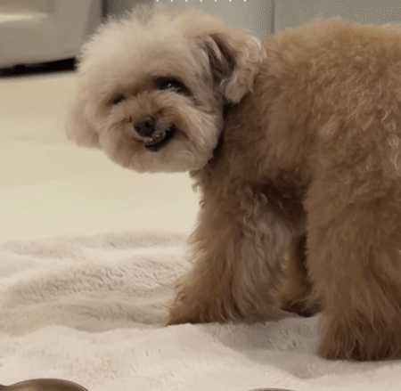 おやつを我慢する犬さん！ いい子で待っていたのに、誤解されてしまい 濡れ衣だー！