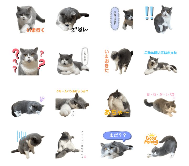 ブリティッシュショートヘアの八海山くんのLINEスタンプ