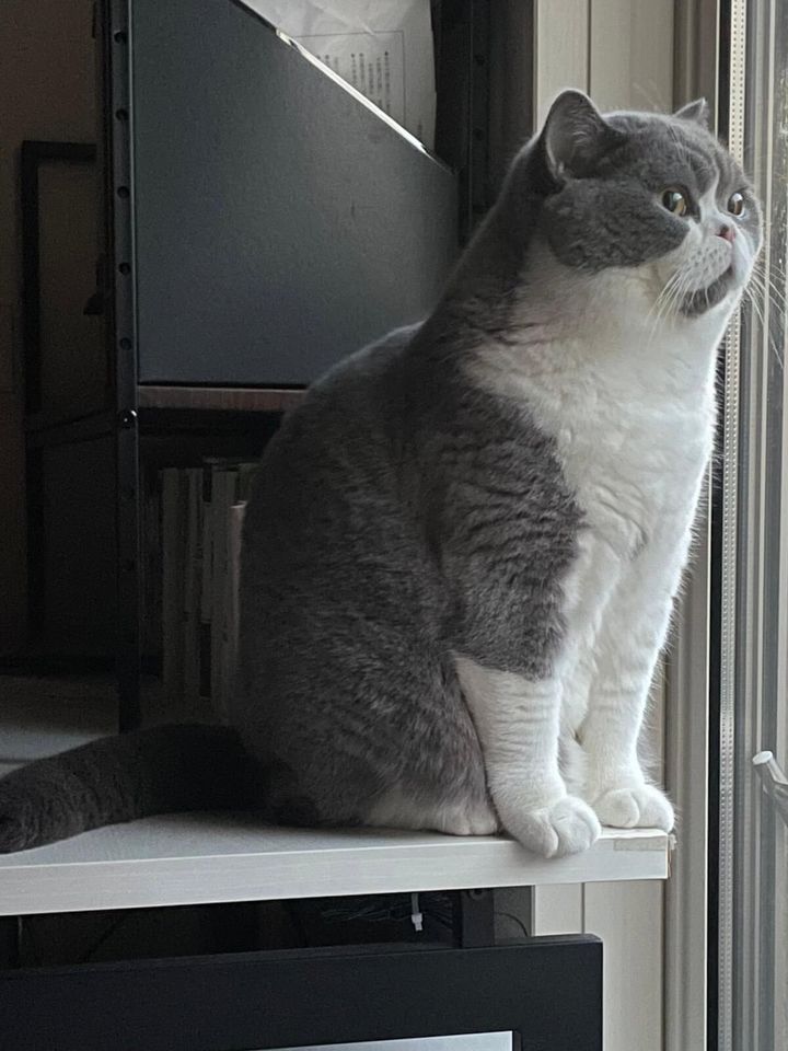 頭と首が同じ太さの猫、ブリティッシュショートヘアの八海山くん