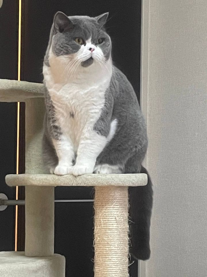 頭と首が同じ太さで、首がないように見える猫の八海山くん