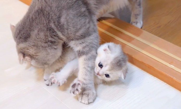 お母さんに捕まった子猫