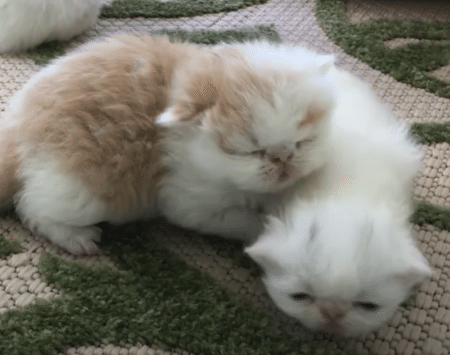 子猫を披露してくれるママ猫さん、どの子もみんなかわいいね♡