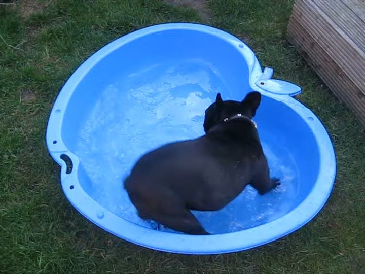 小さな桶で水遊びを楽しむフレンチブルドッグ