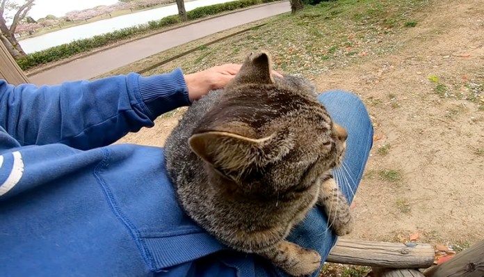 膝の上でくつろぐ猫