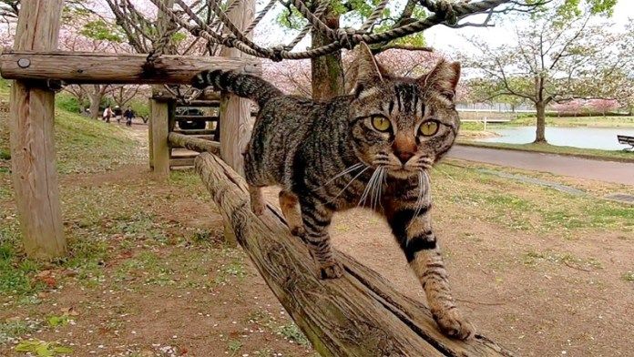 とにかく付いてくる猫