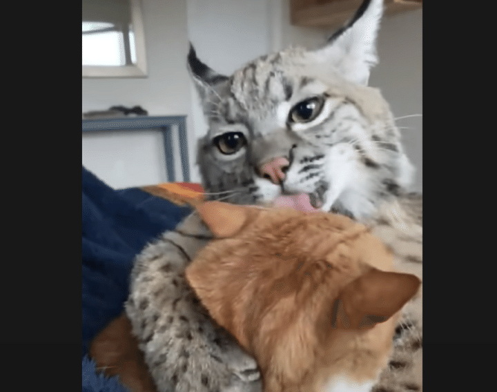 野生の獣・ボブキャットと家猫。ネコ科同士でなかよしに♪