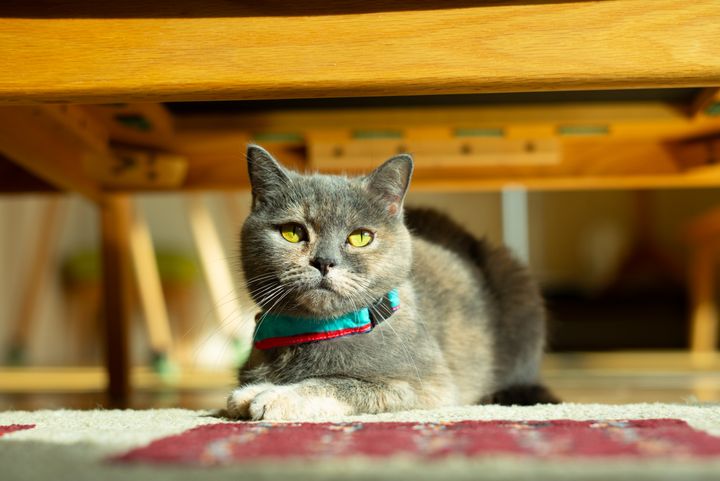 本日の美人猫vol.565