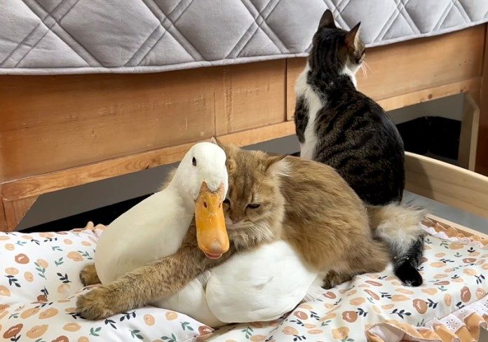 仲良しなアヒルと子猫