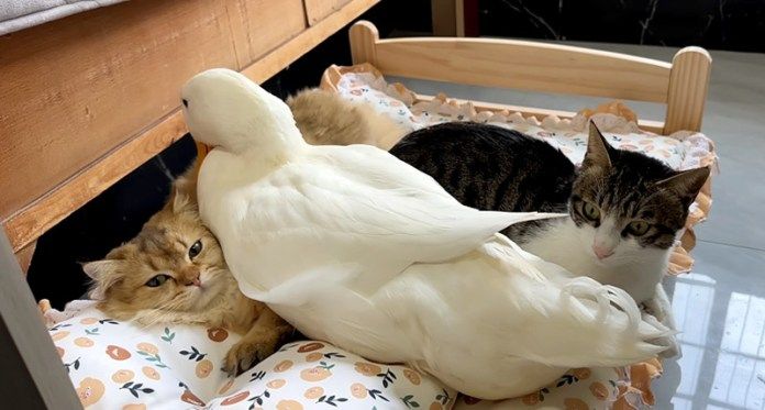 仲良しなアヒルと子猫