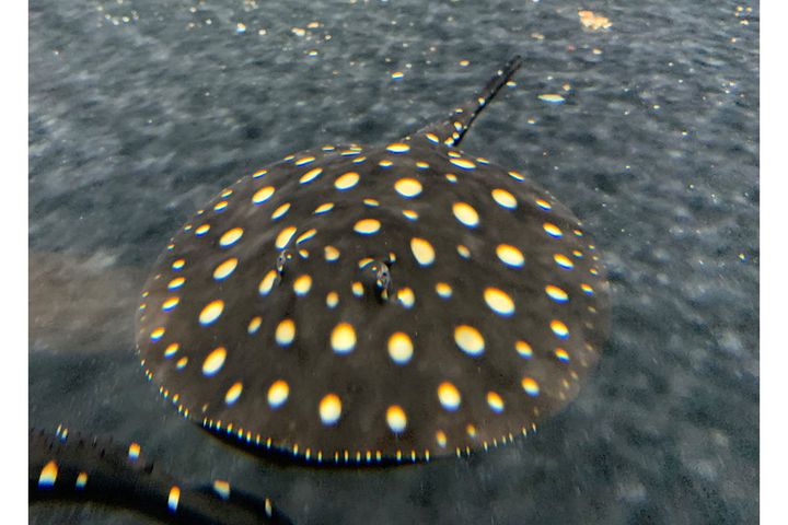 ポルカドットスティングレイ／淡水に生息し、淡水でしか生きられないエイ。成長すると体盤長（丸い部分）は60cmを超える。卵胎生で、4～7尾の子どもが親と同じ姿で産まれてくる。