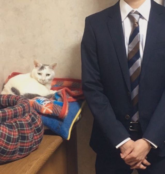 突然起こされて何が起こったのかワケが分からない猫の表情