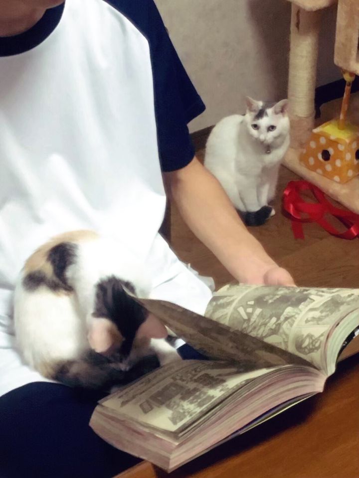 お気に入りの場所を新入りに取られてしまった猫