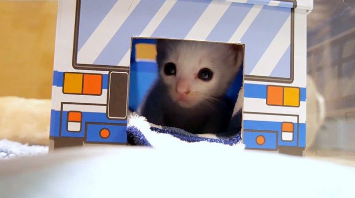 バスに立てこもる子猫