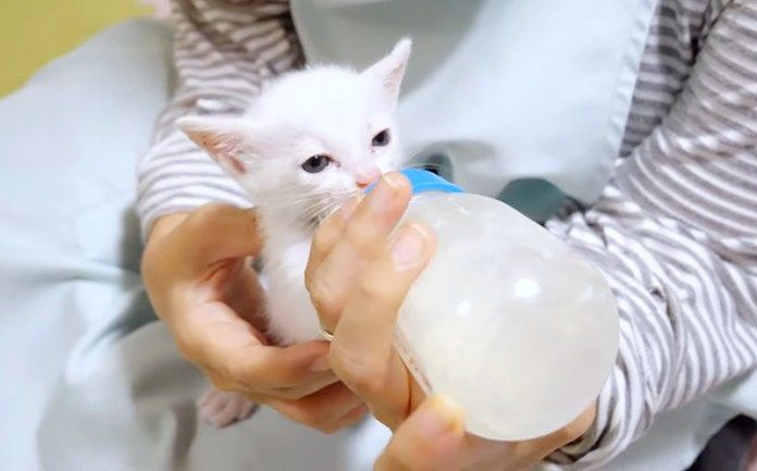 ミルクを飲む子猫
