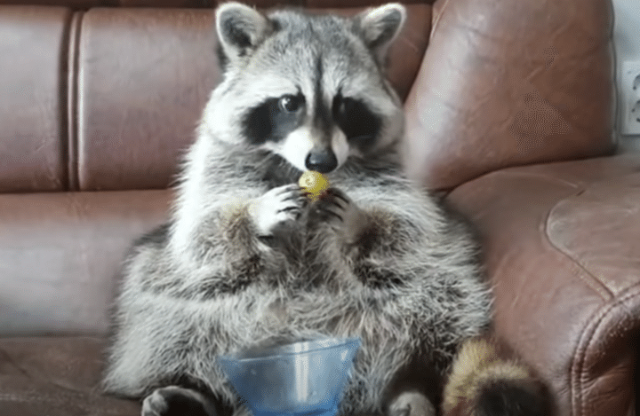モグモグ〜♪ ぶどうを味わって食べるアライグマ、横取りしてみたら反応が