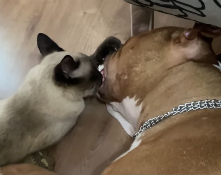 チュパチュパ夢中で吸っている猫さん。ソレ、ママのミルクじゃなくて