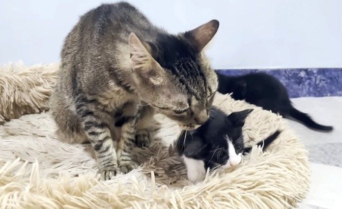 子猫を毛づくろいする先住猫