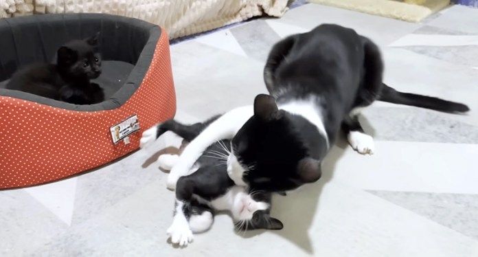 子猫と遊ぶ先住猫