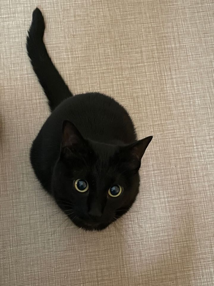 黒猫のクロちゃん