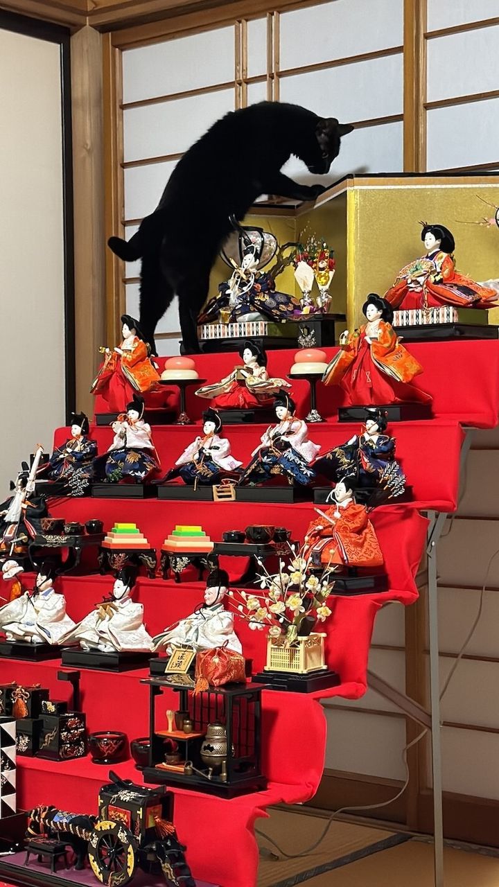 雛段飾りの金屏風に手を掛ける黒猫