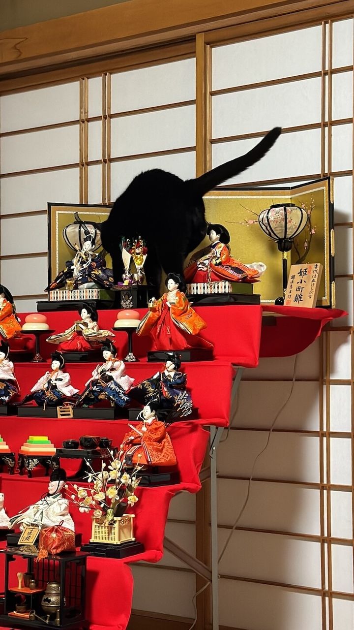雛段飾りの最上段に登った黒猫