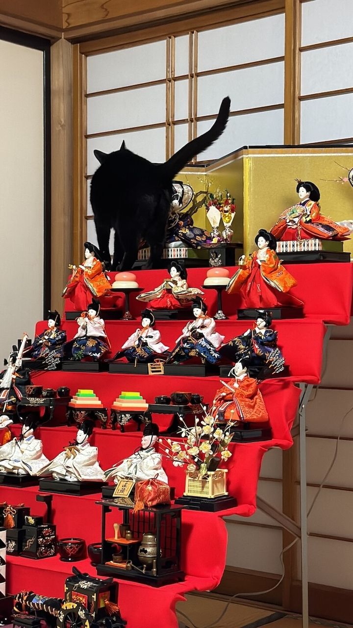 雛段飾りに登ってお内裏様（雛人形）の匂いを嗅ぐ黒猫