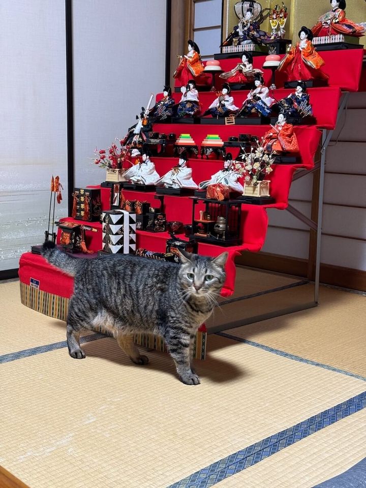雛段飾りに興味のないキジトラ猫