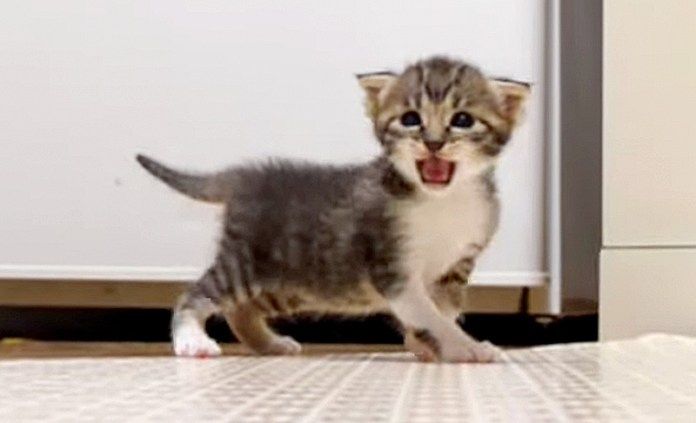 お母さんを探す子猫