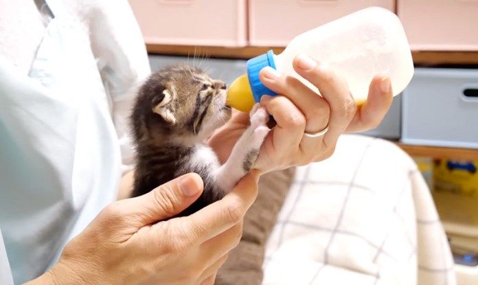 ミルクを飲む子猫