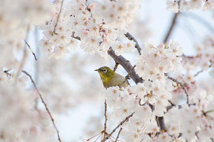 桜と野鳥