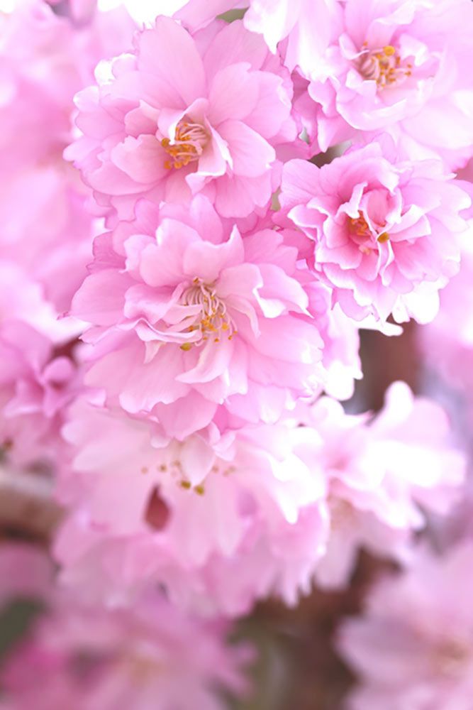 仙台八重紅枝垂桜