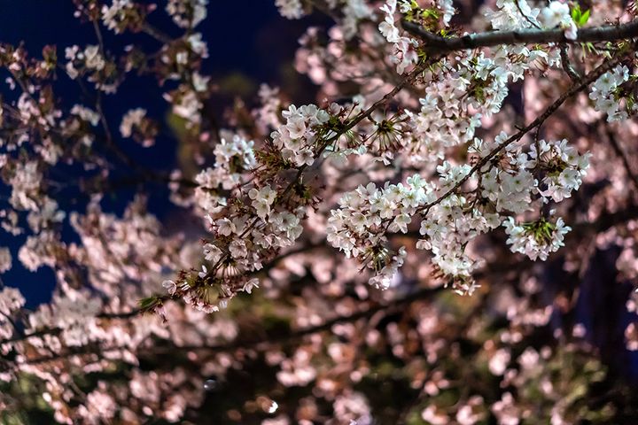 夜桜