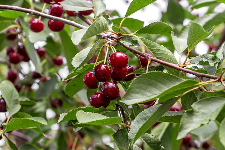 サワーチェリー