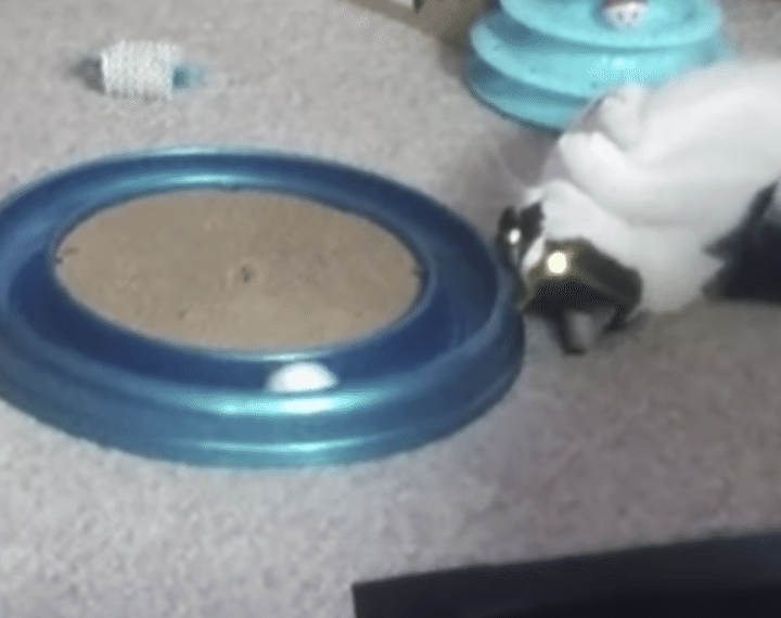 文字通り「目を輝かせて遊ぶ」猫。