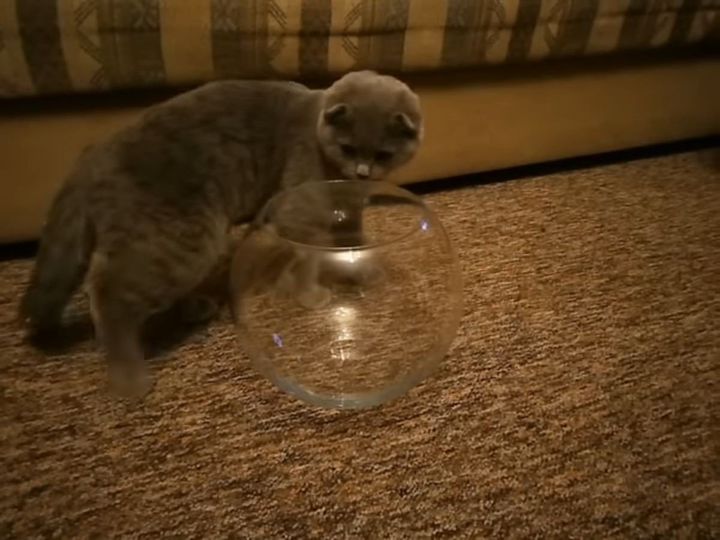 金魚鉢に入ろうとする猫