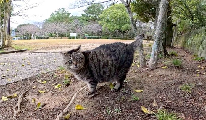 パトロール中の猫