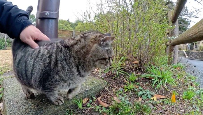 ナデナデされる猫