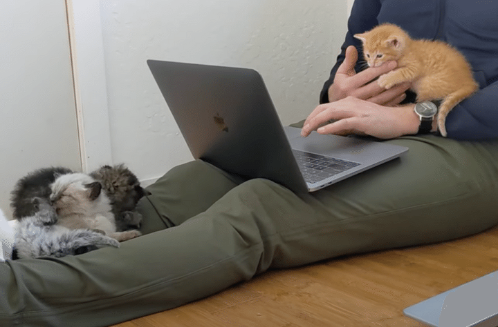 この環境うらやましい！子猫に囲まれてお仕事。