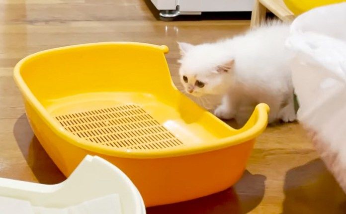 トイレが気になる子猫