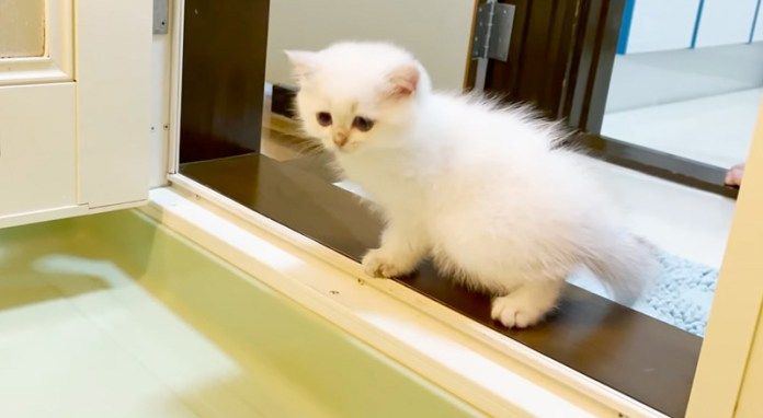 お風呂に来た子猫