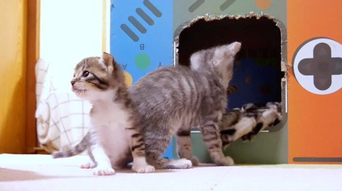 遊び回る子猫達