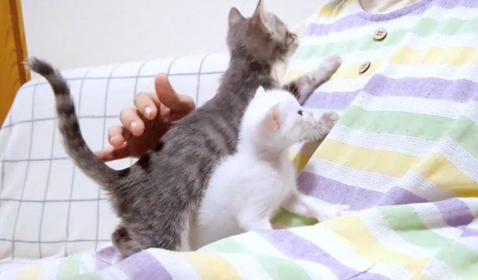 ミルクが飲みたい子猫達