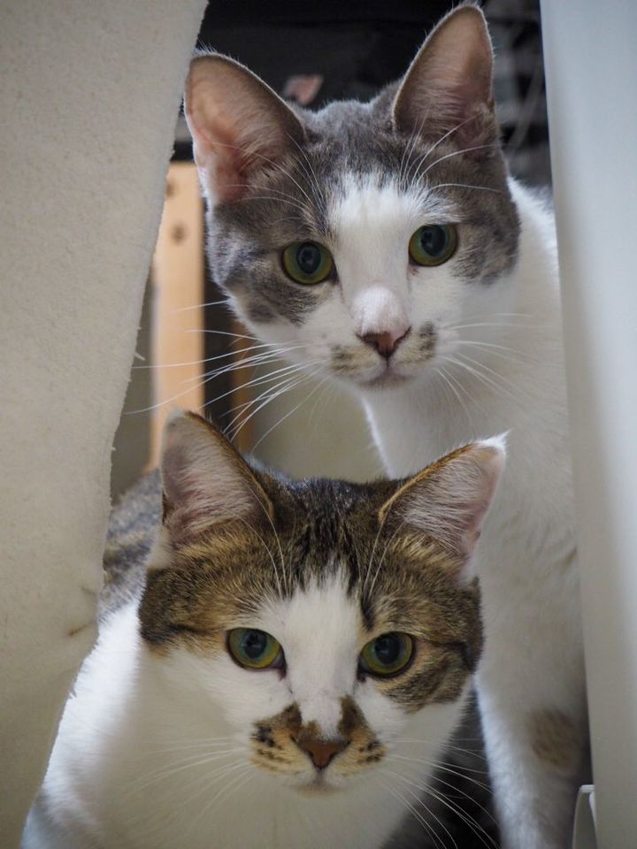元保護猫のツナちゃん＆メルちゃん