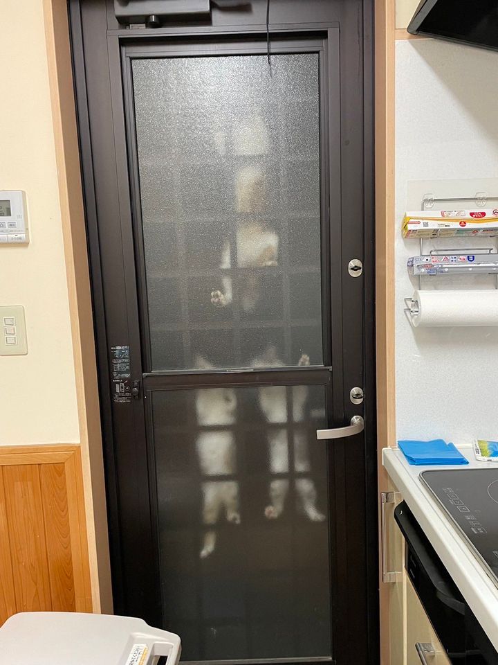 怪盗キャッツアイのようにドアをよじ登る3匹の猫