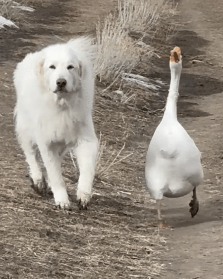 尻尾フリフリ、お尻フリフリ♪ 息がぴったりなモフモフ犬とガチョウのお散歩。
