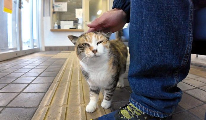 撫でさせてくれる猫