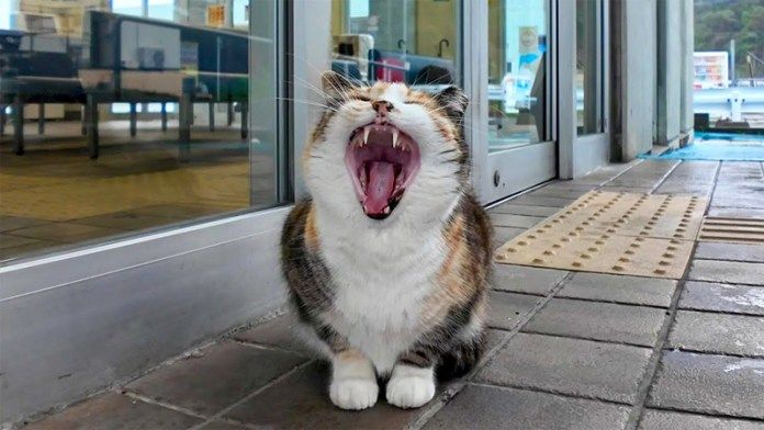 入り口の前の猫