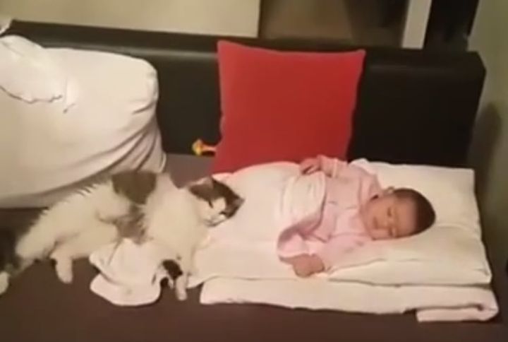 赤ちゃんのそばにいたいんだもん！ 添い寝をやめない猫。