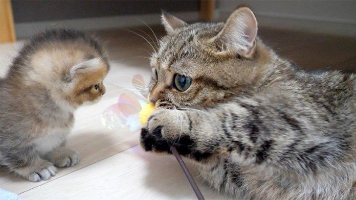 オモチャで遊ぶ母猫