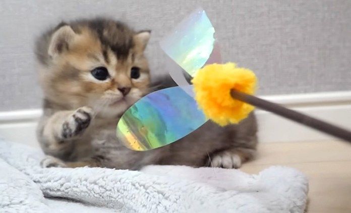 オモチャで遊ぶ子猫
